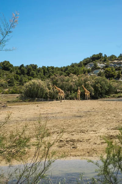 Kordofan Καμηλοπάρδαλης Giraffa Camelopardalis Antiquarity Βόσκηση Και Περπάτημα Στο Πάρκο — Φωτογραφία Αρχείου