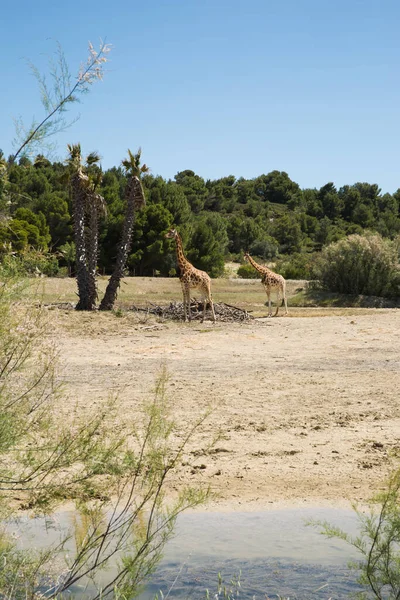 Kordofan Καμηλοπάρδαλης Giraffa Camelopardalis Antiquarity Βόσκηση Και Περπάτημα Στο Πάρκο — Φωτογραφία Αρχείου