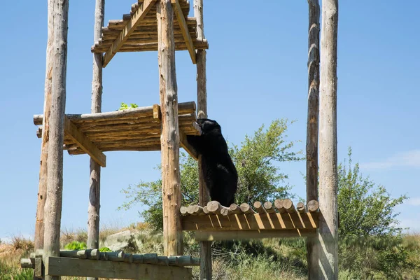 Ours Noir Debout Deux Pieds Dans Parc Sigean Wildlife Safari — Photo