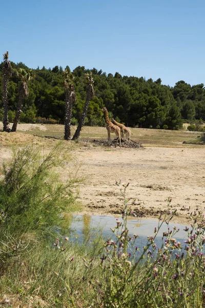 Girafele Kordofan Giraffa Camelopardalis Antiquorum Pășunatul Mersul Jos Sigean Wildlife — Fotografie, imagine de stoc