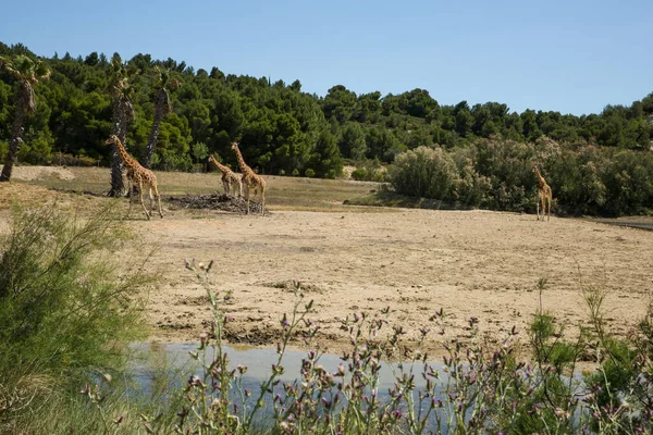 Kordofan Καμηλοπάρδαλης Giraffa Camelopardalis Antiquarity Βόσκηση Και Περπάτημα Στο Πάρκο — Φωτογραφία Αρχείου