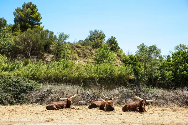 Αγελάδες Μακριά Κέρατα Ξεκουράζονται Στο Πάρκο Sigean Wildlife Safari Στη — Φωτογραφία Αρχείου