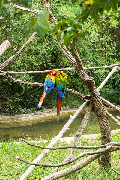 Scharlachrote Macau Papageien Stehen Zusammen Einem Baum Safaripark Sigean Frankreich — Stockfoto