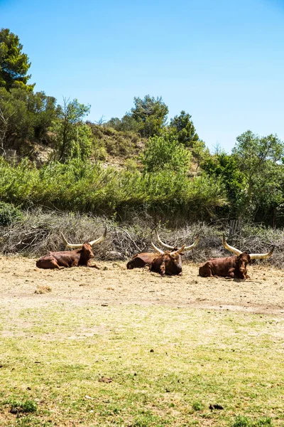 Αγελάδες Μακριά Κέρατα Ξεκουράζονται Στο Πάρκο Sigean Wildlife Safari Στη — Φωτογραφία Αρχείου