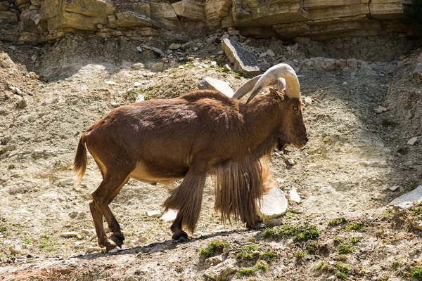 Barbary Πρόβατα Ammotragus Lervid Μεγάλα Κέρατα Περπάτημα Στο Sigean Wildlife — Φωτογραφία Αρχείου