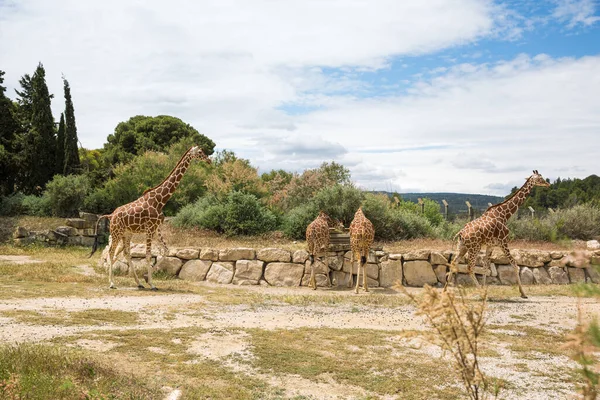 Jirafas Jubiladas Somalíes Caminando Pastando Sigean Wildlife Safari Park Soleado — Foto de Stock