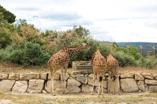 Жирафы Гуляющие Пасущиеся Сафари Парке Sigean Wildlife Франции Солнечный Весенний — стоковое фото