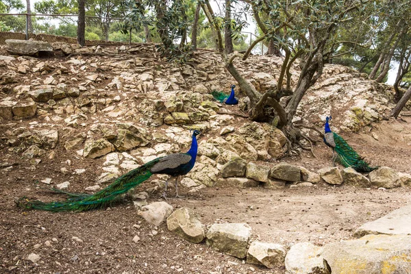 Peacocks Pavo Cristatus Odihnindu Umbra Unui Copac Sigean Wildlife Safari — Fotografie, imagine de stoc
