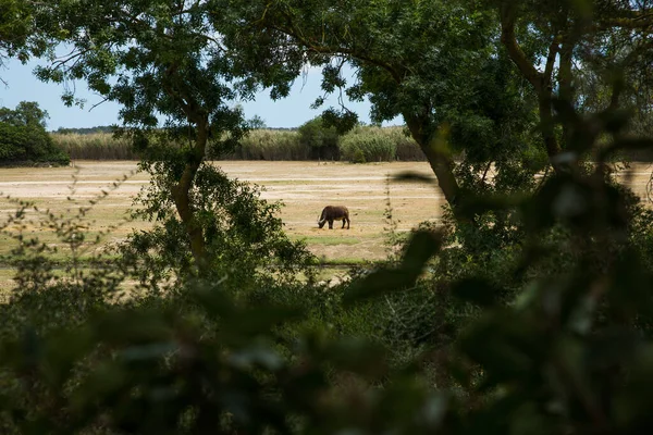 Αφρικανικό Δάσος Νάνος Buffalo Grazing Στο Πάρκο Sigean Wildlife Safari — Φωτογραφία Αρχείου