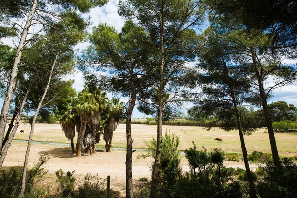 Αφρικανικό Δάσος Νάνος Buffalo Grazing Leche Sigean Wildlife Safari Park — Φωτογραφία Αρχείου