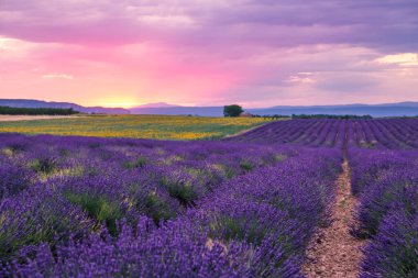 Valensole Fransa 'da Günbatımında Rolling Lavendar Fields