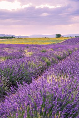 Valensole Fransa 'da Günbatımında Rolling Lavendar Fields
