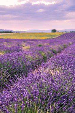 Valensole Fransa 'da Günbatımında Rolling Lavendar Fields