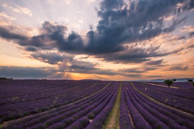 Valensole Fransa 'da Günbatımında Rolling Lavendar Fields