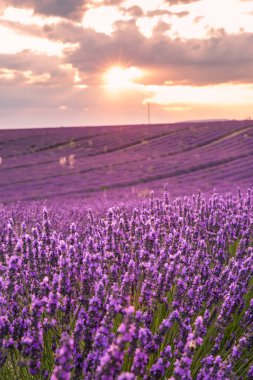Valensole Fransa 'da Günbatımında Rolling Lavendar Fields