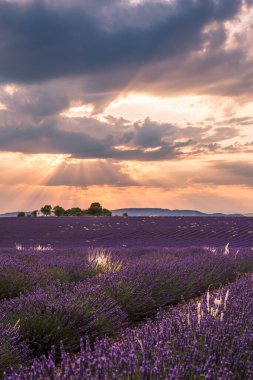 Valensole Fransa 'da Günbatımında Rolling Lavendar Fields
