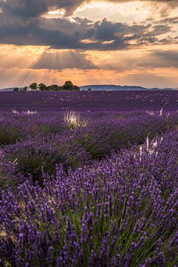 Valensole Fransa 'da Günbatımında Rolling Lavendar Fields