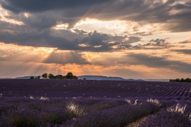 Valensole Fransa 'da Günbatımında Rolling Lavendar Fields