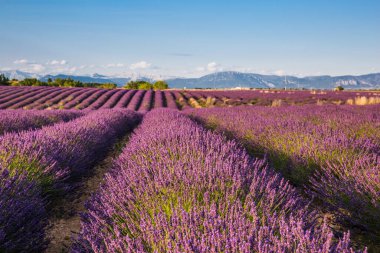 Güneşli bir bahar gününde Valensole Fransa 'da Lavanta Tarlaları