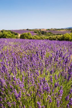 Güneşli bir bahar gününde Valensole Fransa 'da Lavanta Tarlaları