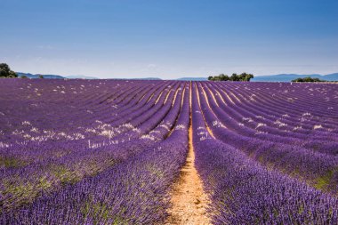 Güneşli bir bahar gününde Valensole Fransa 'da Lavanta Tarlaları