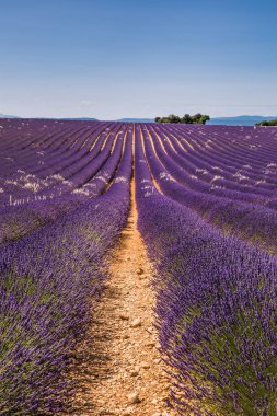 Güneşli bir bahar gününde Valensole Fransa 'da Lavanta Tarlaları
