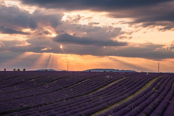 Rolling Lavendar Fields Valensole Francji Zachodzie Słońca — Zdjęcie stockowe