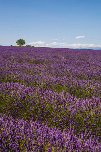 Rolling Campi Lavendar Valensole Francia Una Sunny Spring Day — Foto Stock