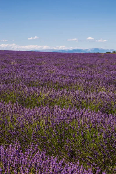 Rolling Campi Lavendar Valensole Francia Una Sunny Spring Day — Foto Stock