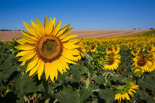 Rolling Sunflower Fields Valensole Γαλλία Μια Ηλιόλουστη Άνοιξη Φωτογραφία Αρχείου