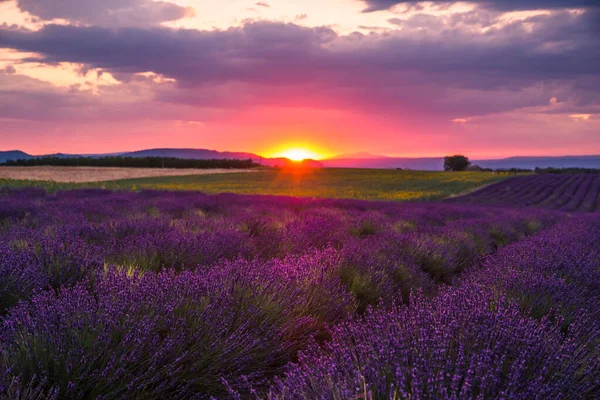 Rolling Lavendar Fields Valensole Γαλλία Εικόνα Αρχείου