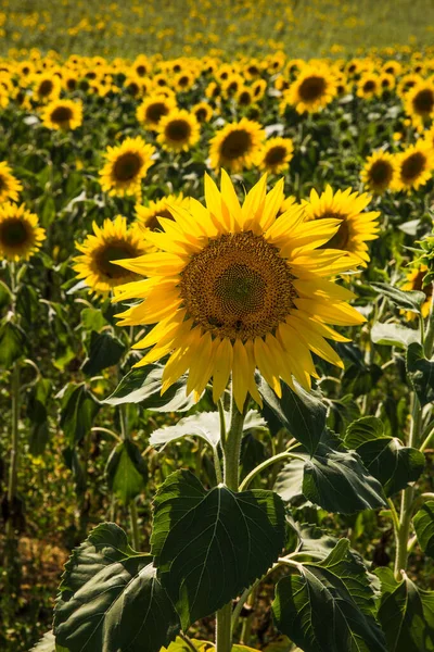 Rolling Sunflower Fields Valensole Γαλλία Μια Ηλιόλουστη Άνοιξη Royalty Free Φωτογραφίες Αρχείου