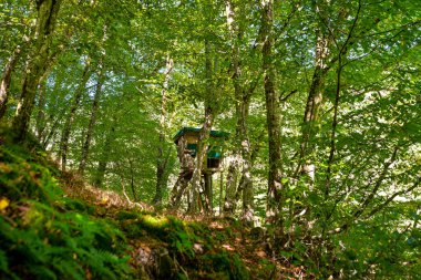 Yoğun yaprak döken ormanda duran bir avcının ahşap kürsüsü..