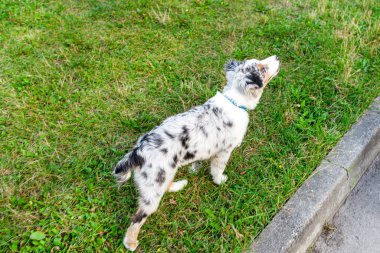 Bir Avustralya çoban köpeği, ağzı kapalı bir kaldırım boyunca yeşil çimlerde yürür..