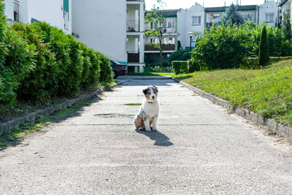 Australian Shepherd Dog Colored Eyes Nose Sits Concrete Pavement Its — Stock Photo, Image