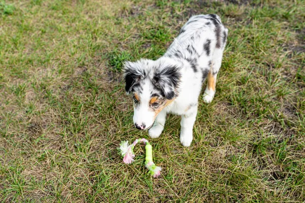 Cão Pastor Australiano Fica Grama Verde Acima Brinquedo Com Boca — Fotografia de Stock