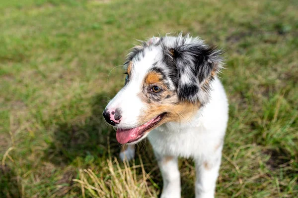 Australian Shepherd Dog Fica Grama Verde Com Boca Aberta Língua — Fotografia de Stock