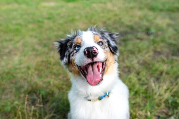 Ein Australian Shepherd Sitzt Mit Offenem Maul Auf Dem Grünen — Stockfoto