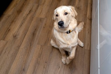 A young golden retriever sits with his paw raised up in a gesture of asking for food, on modern vinyl planks.