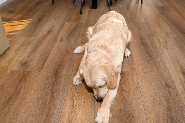 Jovem Homem Golden Retriever Come Iguarias Cães Painéis Vinil Modernos — Fotografia de Stock