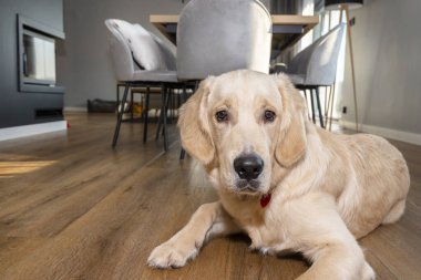 Genç bir Golden Retriever, bir evin oturma odasındaki modern vinil panellere uzanır. Arka plandaki mobilyalar görünür..