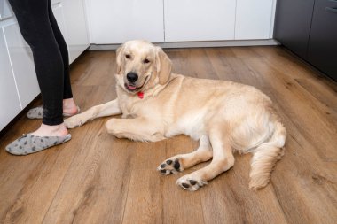 Genç bir erkek golden retriever, mutfaktaki modern vinil panellerde, dolabın yanında ve kadınların bacaklarında yatıyor..