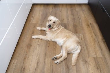 Genç bir golden retriever, mutfaktaki modern vinil panellerde bir dolabın yanında yatıyor..