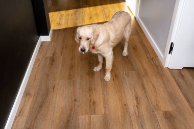 Genç bir golden retriever 'ın burnu modern vinil panellere kapalı görünür beyaz iç kapısı.