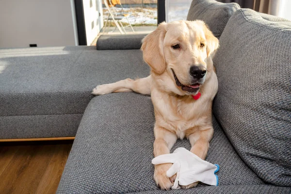 Jovem Golden Retriever Encontra Sofá Morde Uma Luva Branca Almofadas — Fotografia de Stock