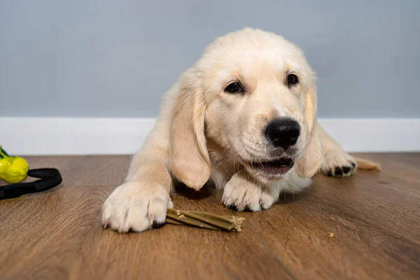Macho Golden Retriever Cachorro Comer Hueso Para Limpiar Sus Dientes —  Fotos de Stock
