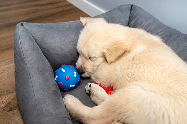 Cachorrinho Golden Retriever Macho Dormindo Playpen Com Uma Bola Borracha — Fotografia de Stock