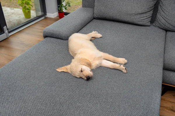 Chiot Mâle Golden Retriever Dormant Sur Canapé Dans Salon Maison — Photo