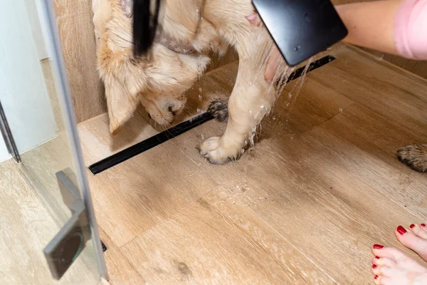 Una Mujer Lava Las Sucias Patas Joven Golden Retriever Parado — Foto de Stock