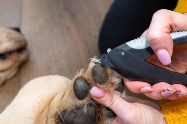 Kadın, genç golden retriever 'ın pençelerini özel bir makasla kesiyor..